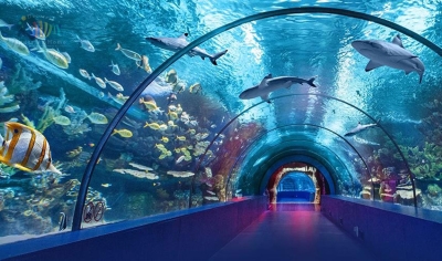 Shark tunnel